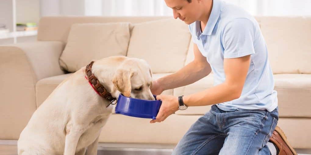 How Much Food Should I Feed My Dog Per Day